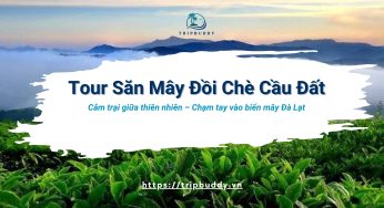 Tour săn mây Đồi Chè Cầu Đất – Hành trình chạm đến thiên đường trong sương