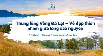 Thung lũng vàng Đà Lạt có gì hấp dẫn? – Đây là tất cả những gì bạn cần biết!