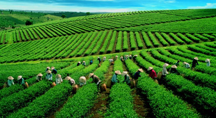 Những luống chè xanh rì trên đồi Cầu Đất dưới ánh nắng ban mai