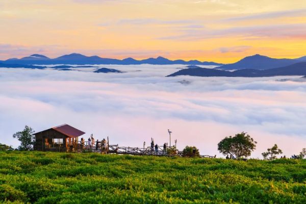 Toàn cảnh đồi chè Cầu Đất vào sáng sớm với mây mù bao phủ